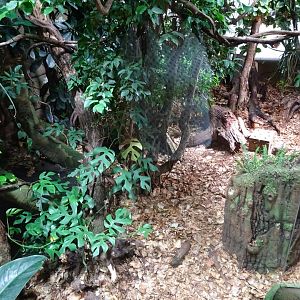 Tropikariet - South America - Marmoset/tortoise exhibit
