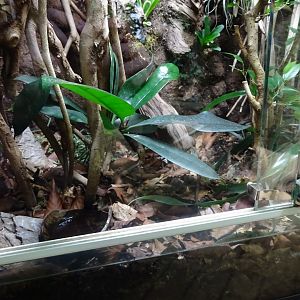 Tropikariet - South America - Tarantula exhibit #1