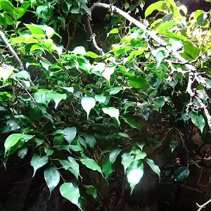 Tropikariet - South America - Racer exhibit