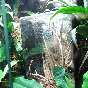 Tropikariet - South America - Black widow exhibit