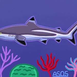 Blacktip Reef Shark (Remastered 2024)