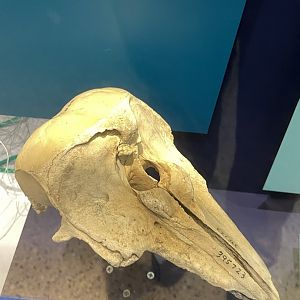 09/16/23 - Vaquita (Phocoena sinus) skull