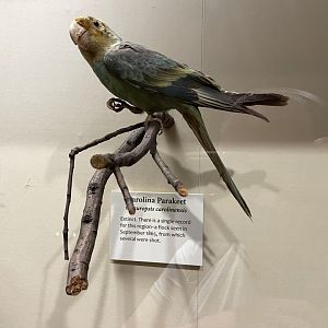 09/16/23 - Carolina Parakeet (Conuropsis carolinensis)