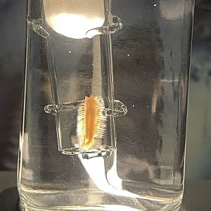 09/16/23 - Methane Ice Worm (Sirsoe methanicola)