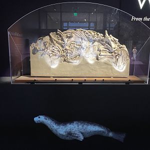 09/16/23 - Enaliarctos mealsi