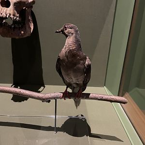 09/16/23 - Martha, the last Passenger Pigeon (Ectopistes migratorius)
