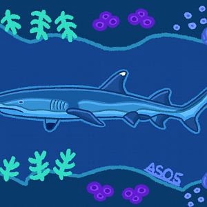 Whitetip Reef Shark (Remastered 2024)