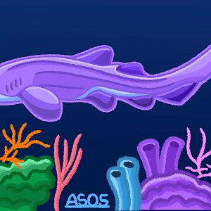 Zebra Shark (Remastered 2024)