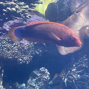 Wrasse ID?