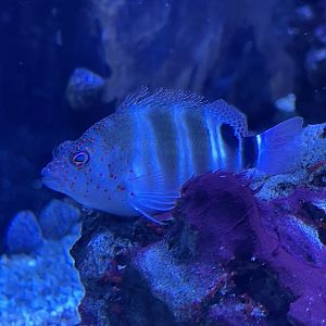 Hawkfish ID?