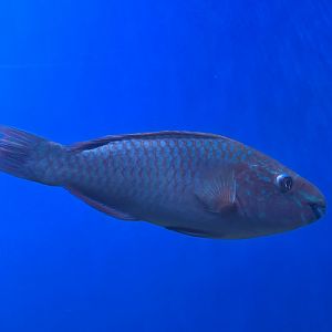 Parrotfish ID?