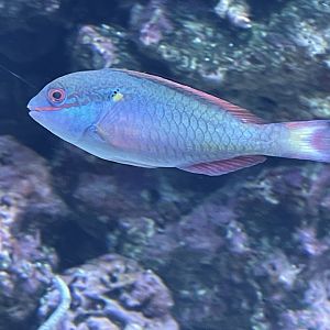 Parrotfish ID?