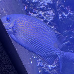 Rabbitfish ID?