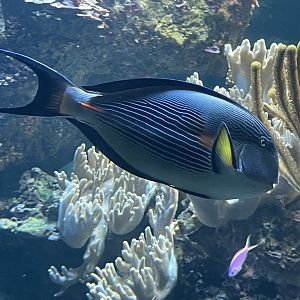 Surgeonfish ID?