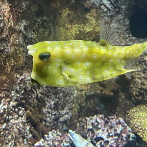 Cowfish ID?