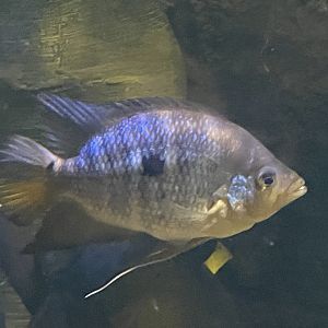 Cichlid ID?