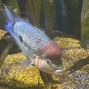 Cichlid ID?