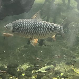 Fish ID?