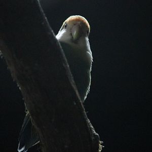 Rosy-faced Lovebird