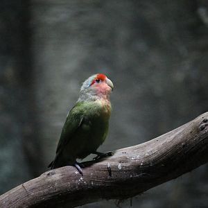 Rosy-faced Lovebird (Agapornis roseicollis)
