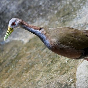 Giant Wood Rail (Aramides ypecaha)