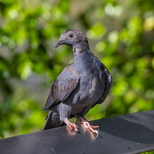 immature White-crowned Pigeon