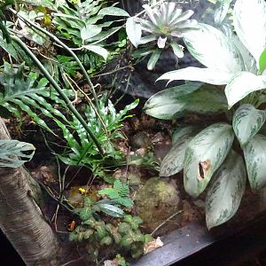 Tropikariet - South America - Poison dart frog exhibit