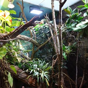 Tropikariet - South America - Caiman lizard exhibit
