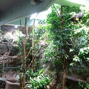 Tropikariet - South America - Tamarin exhibit