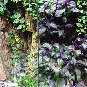 Tropikariet - South America - Tarantula exhibit #3