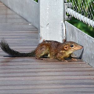 Wild Common Treeshrew (Tupaia glis)
