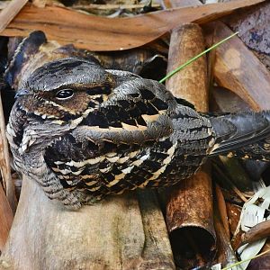 Wild Large-tailed Nightjar (Caprimulgus macrurus)