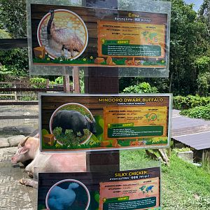 [Missign]Tamaraw / Mindoro Dwarf Buffalo (Bubalus mindorensis) Sign