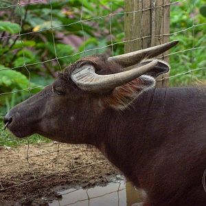 [Missign]Tamaraw / Mindoro Dwarf Buffalo (Bubalus mindorensis)