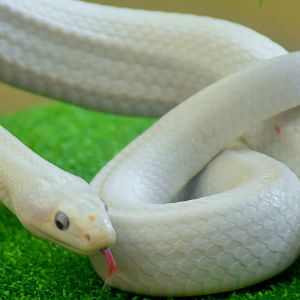 Texas Rat Snake (Pantherophis obsoletus lindheimeri)