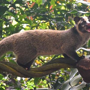 Masked Palm Civet (Paguma larvata larvata)