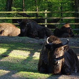 Wisent (Bison bonasus)