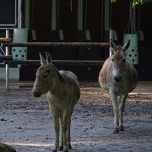Onager (Equus hemionus onager)