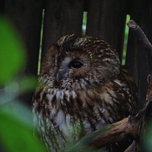 Eurasian tawny owl (Strix aluco)