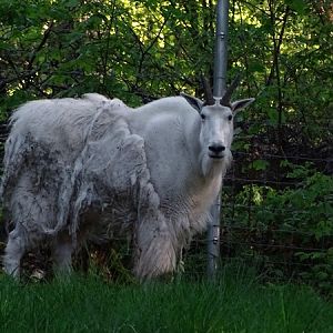 Rocky Mountain goat (Oreamnos americanus)