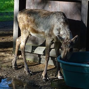 Eurasian forest reindeer (Rangifer tarandus fennicus)