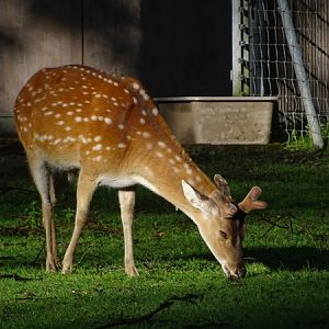 Vietnamese sika deer (Cervus nippon pseudaxis)