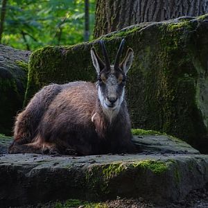 Alpine chamois (Rupicapra rupicapra rupicapra)