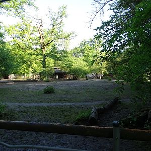 Przewalski's horse enclosure