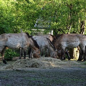 Przewalski's horse (Equus ferus przewalskii)