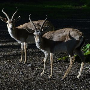 Persian gazelle (Gazella subgutturosa subgutturosa)