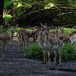 Blackbuck (Antilope cervicapra)
