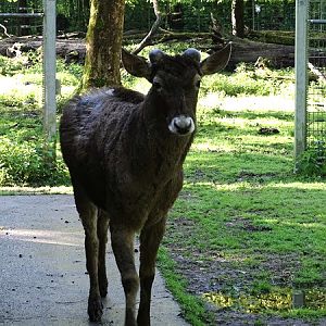 White-lipped deer (Cervus albirostris)