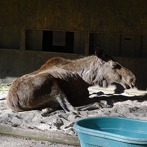 Eurasian moose (elk) (Alces alces alces)
