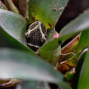 Yucatán casque headed tree frog (Triprion petasatus)